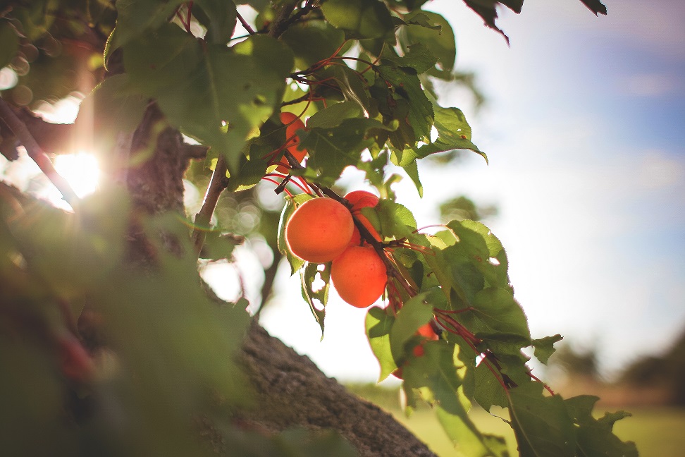 Fruit Picking site para achar vagas para Working Holiday Visa (picjumbo photo)