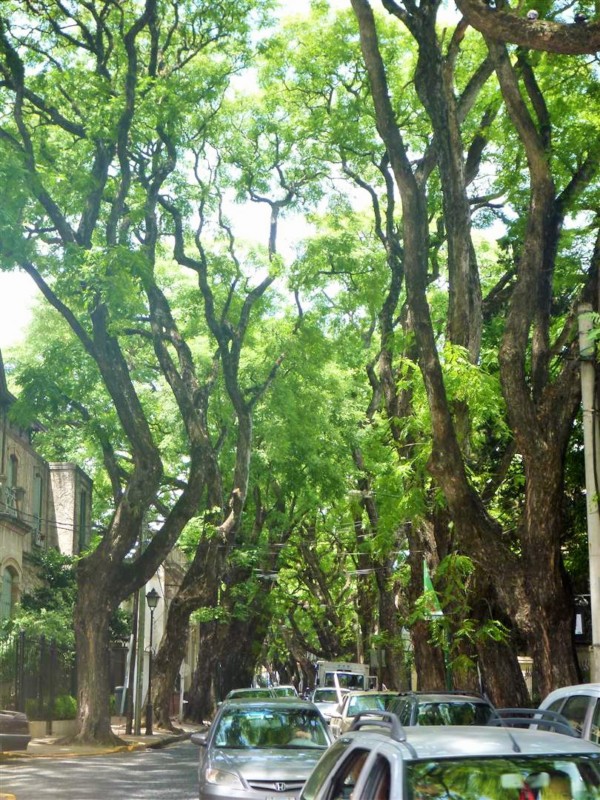 Rua charmosa e cheia de verde em San Isidro | Like Wanderlust