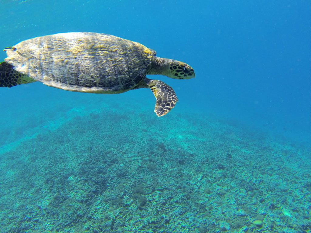 Tartaruga marinha nadando com a gente em Gili Trawangan 