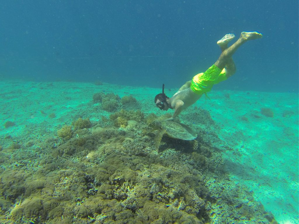 Tartaruga marinha nadando com a gente em Gili Trawangan 