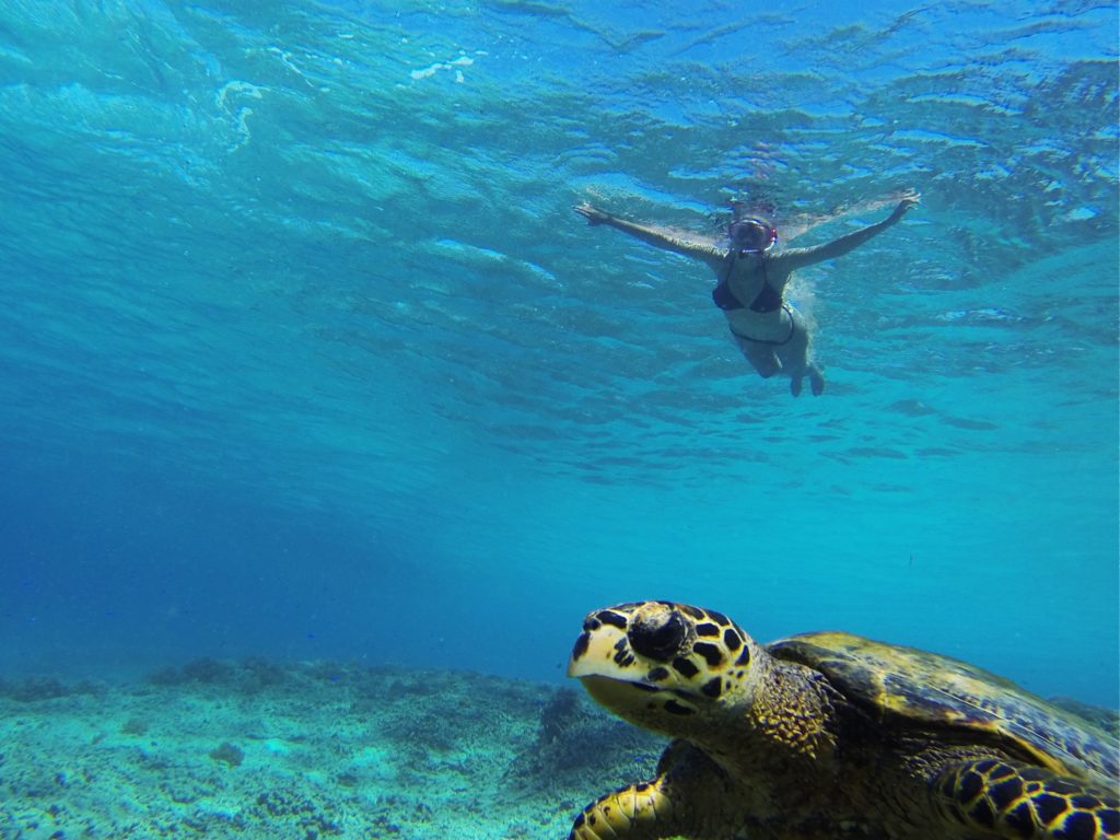 Tartaruga marinha nadando com a gente em Gili Trawangan 