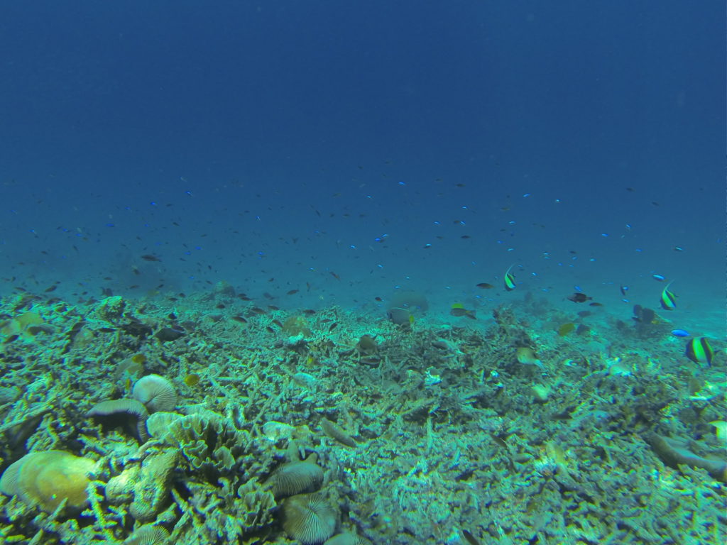 Snorkeling em Gili Trawangan