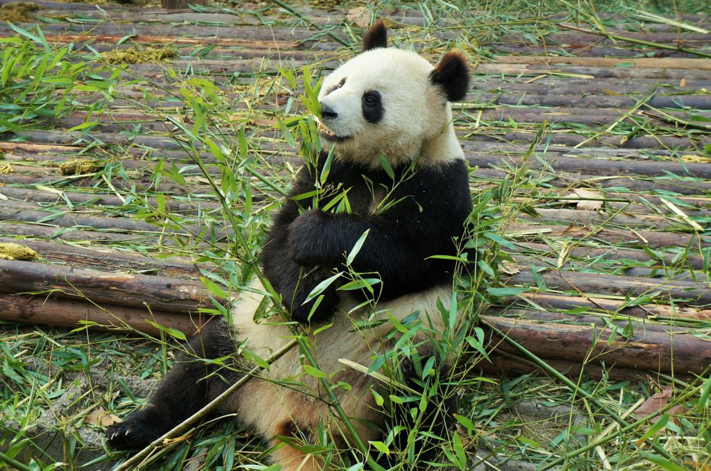 Panda em chengdu