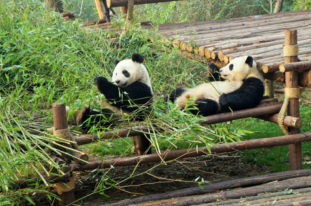 Pandas em chengdu