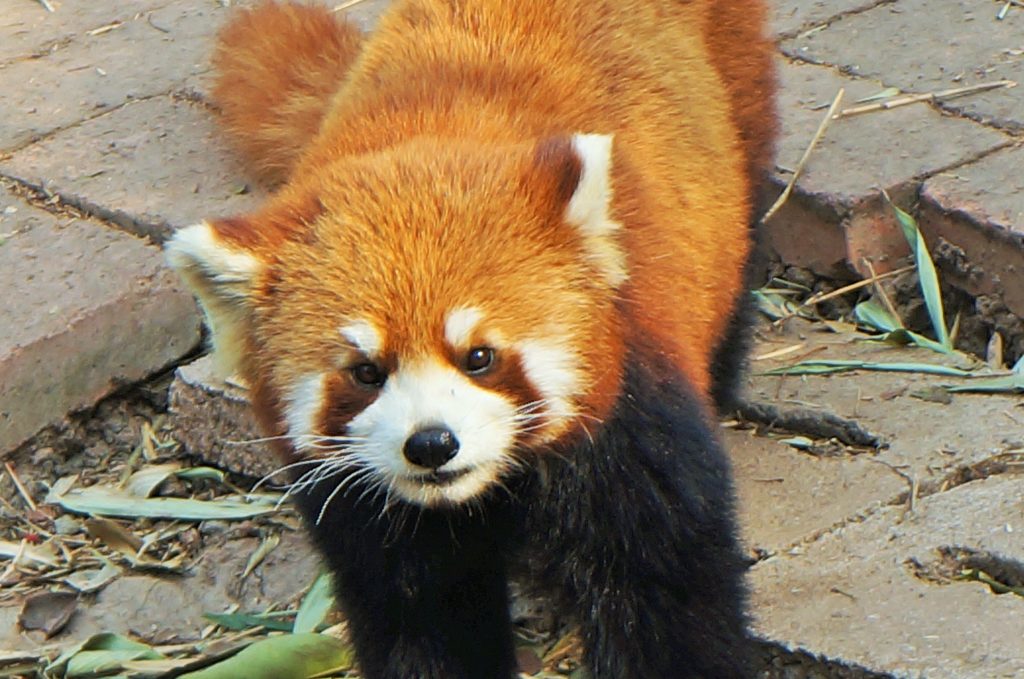 Panda vermelho