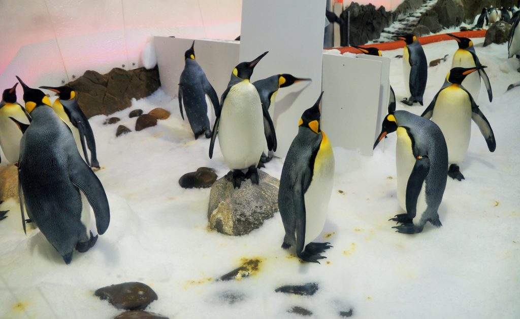 Os Pinguins do Aquário de Melbourne