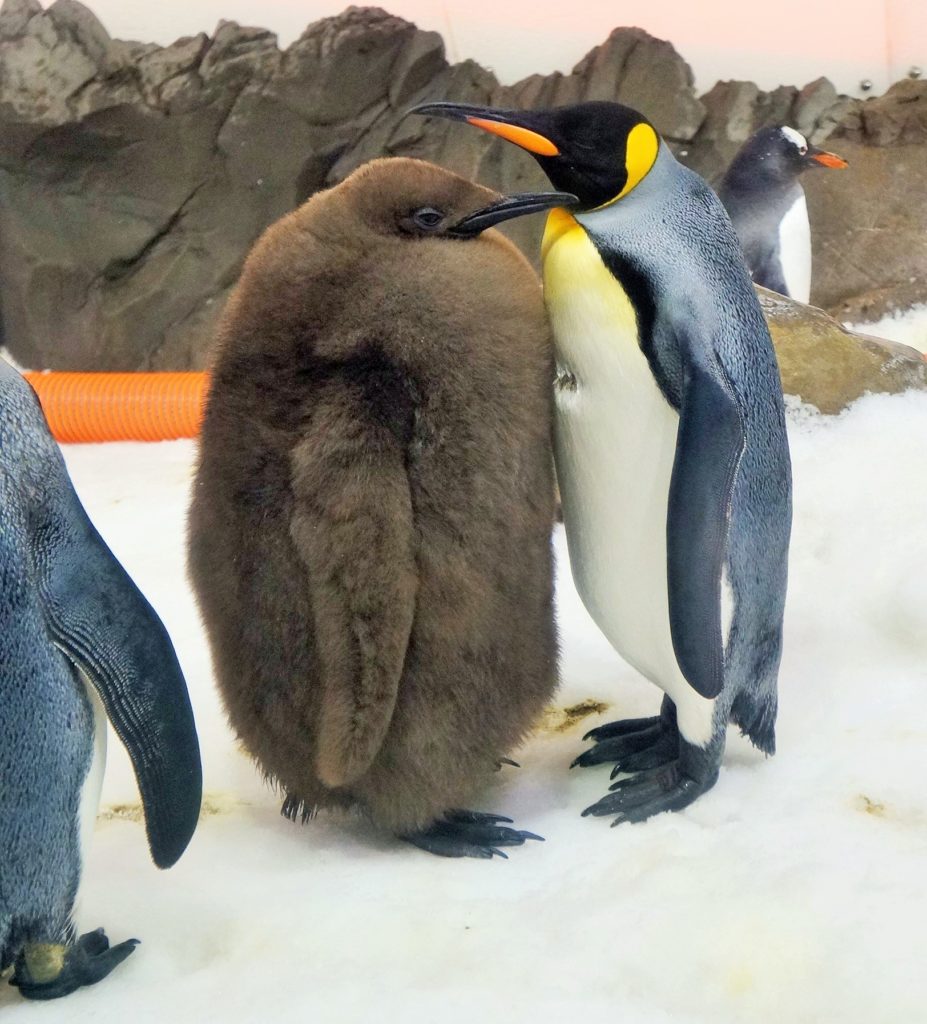 Duas especies de pinguins diferentes no Aquário de Melbourne