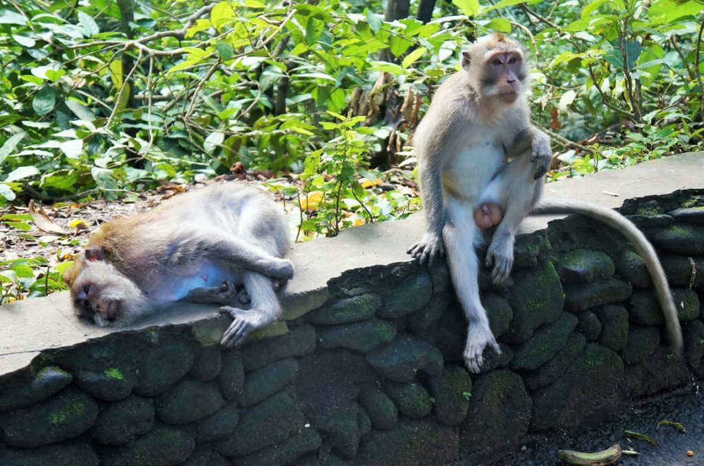 Coisas para fazer em Ubud - Floresta dos macacos