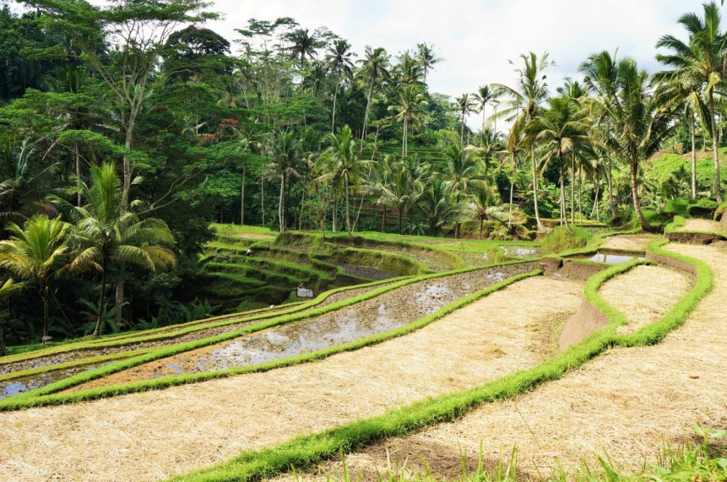 Coisas para fazer em Ubud - Tegalalang e os campos de arroz