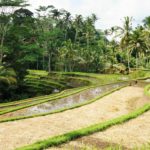 Coisas para fazer em Ubud - Tegalalang e os campos de arroz