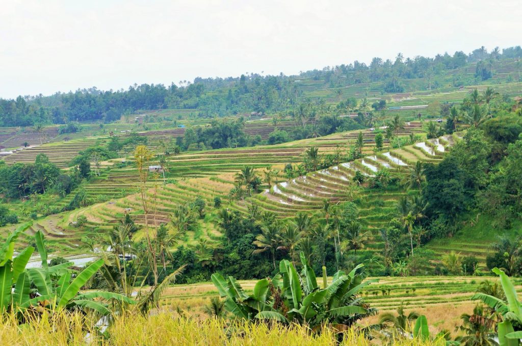 Coisas para fazer em Ubud - terraço de arroz