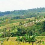 Coisas para fazer em Ubud - terraço de arroz