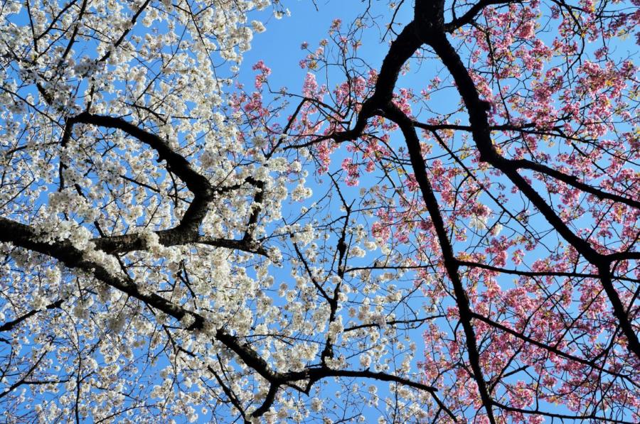 flores de cerejeira no Japão