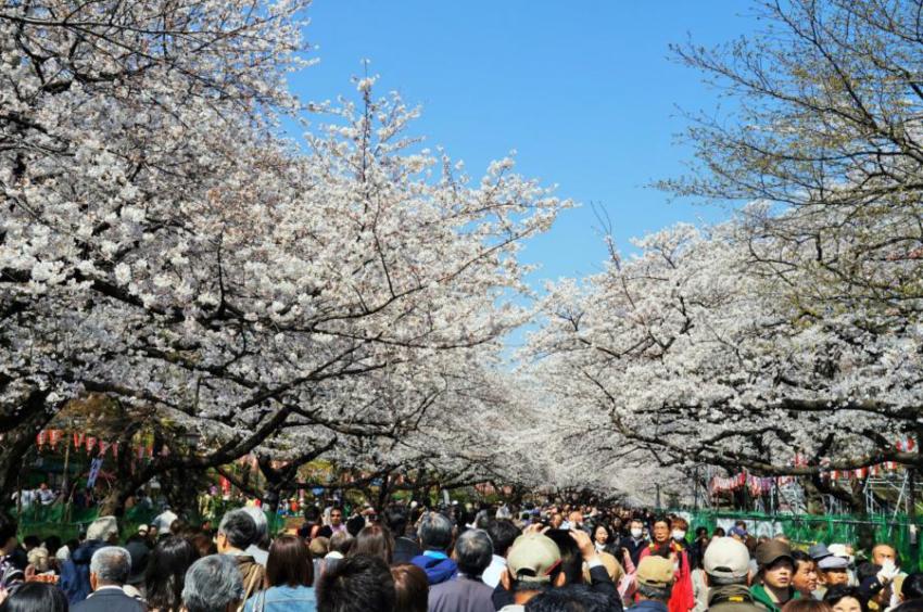 flores de cerejeira no Japão - pessoas no parque Ueno