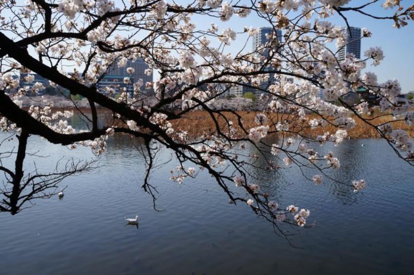 flores de cerejeira no Japão - Tóquio