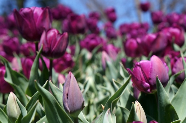 Lindas tulipas no Festival de Bowral