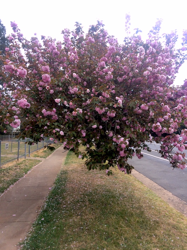 Southern Highlands na primavera e as cerejeiras de Robertson