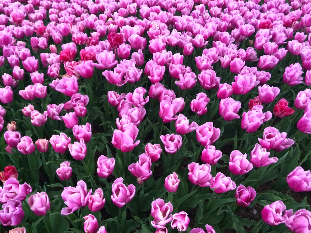 Southern Highlands na primavera - tulipas em Bowral
