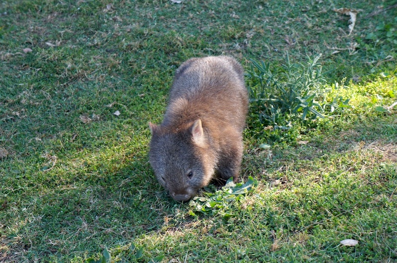 Wombats - visitar Kangaroo Valley