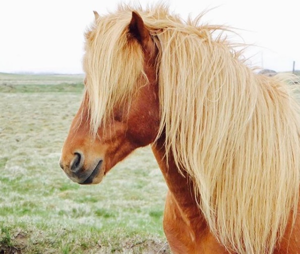 Cavalo na Islândia | Like Wanderlust