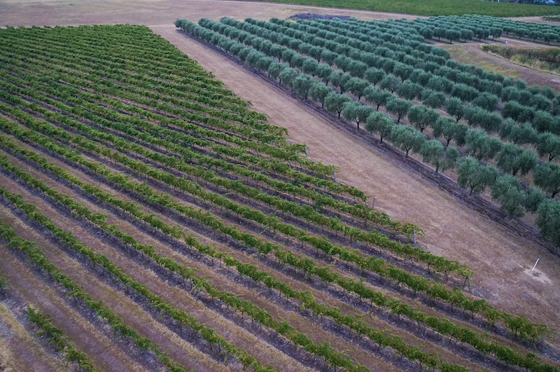 Vinícolas de Hunter Valley