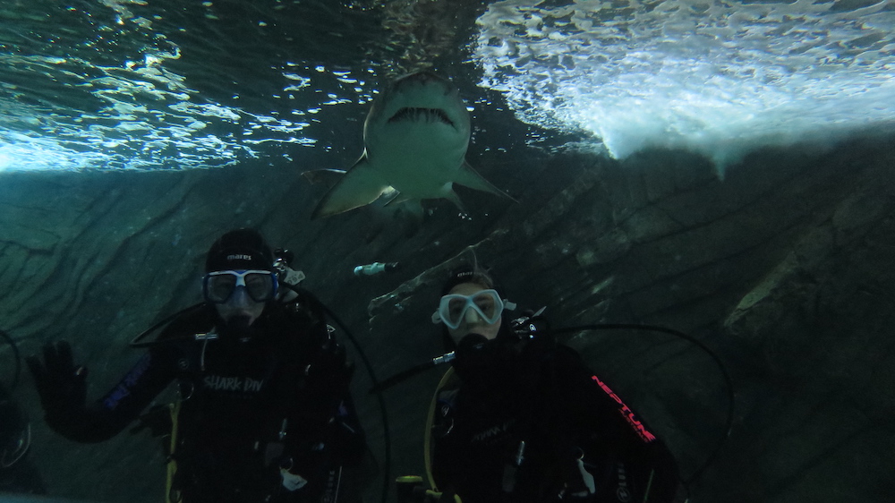 Mergulhar com tubarões em Sydney
