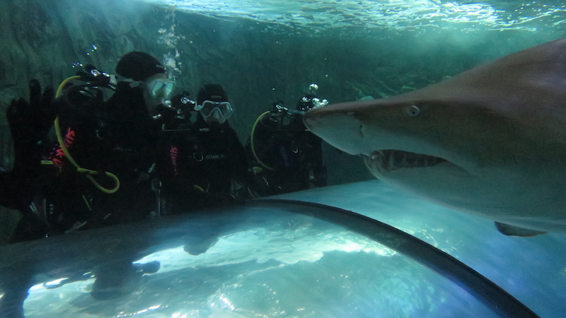 Shark Dive Extreme