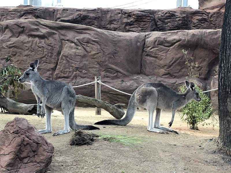 canguru no Wild Life Sydney Zoo