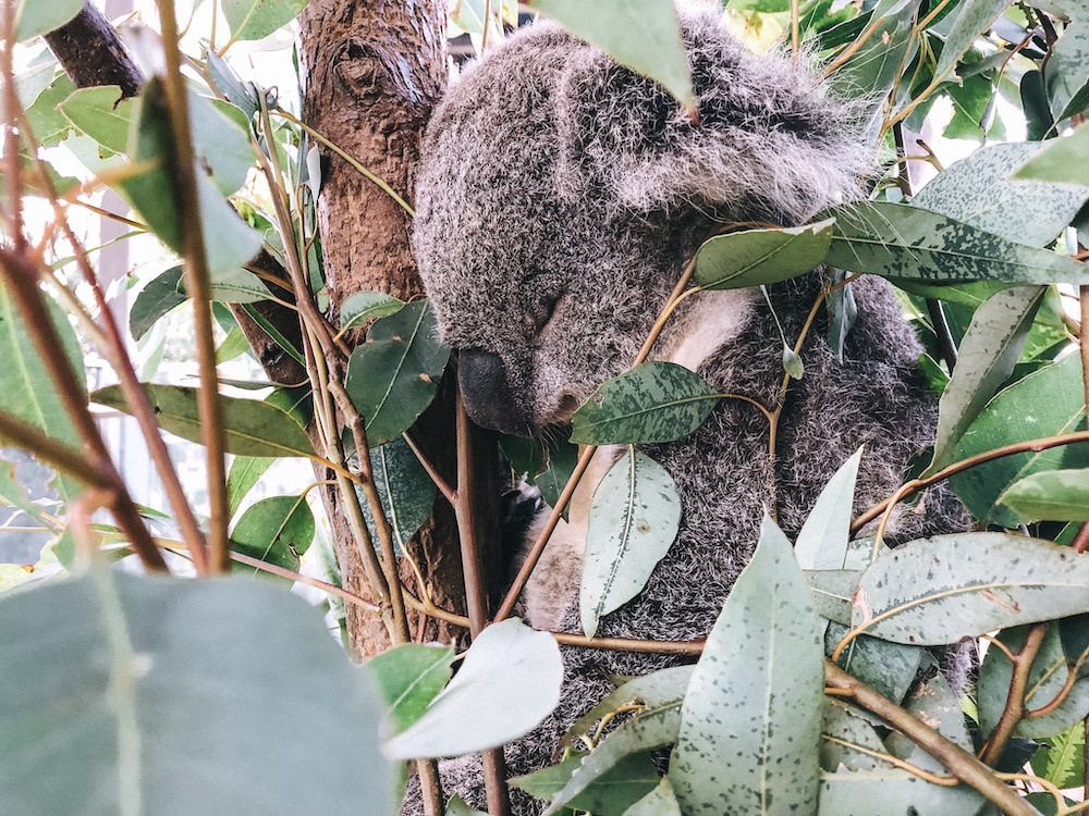 Onde ver coalas em Sydney Zoo