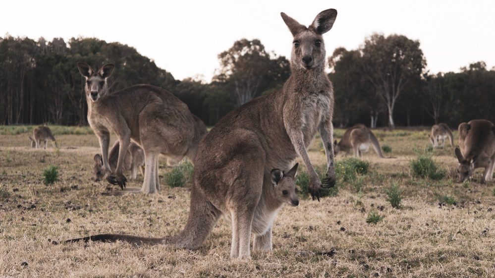 A Austrália é perigosa? Como se precaver durante sua viagem