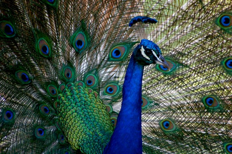 pavão no Macintosh Park