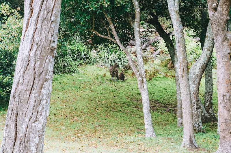 O que fazer em Jervis Bay 