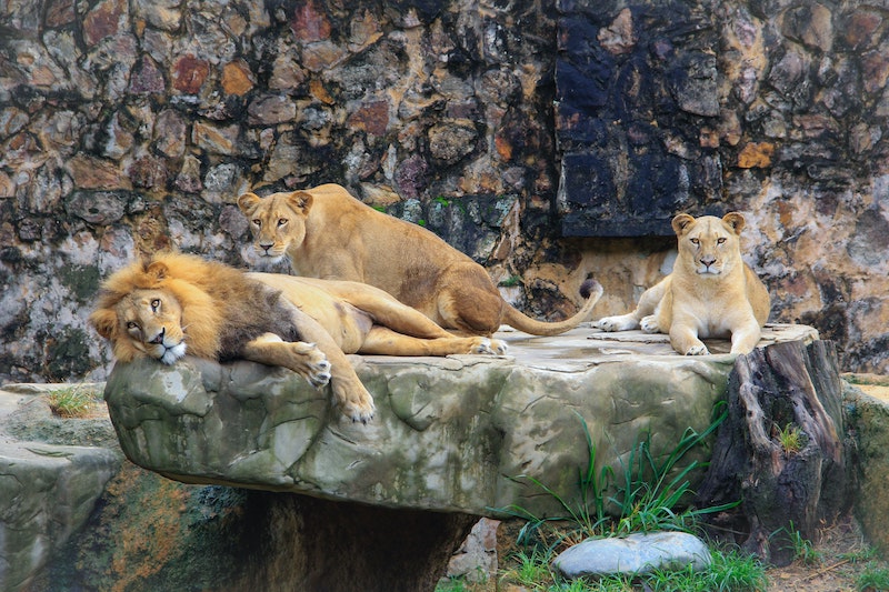 Melbourne Zoo