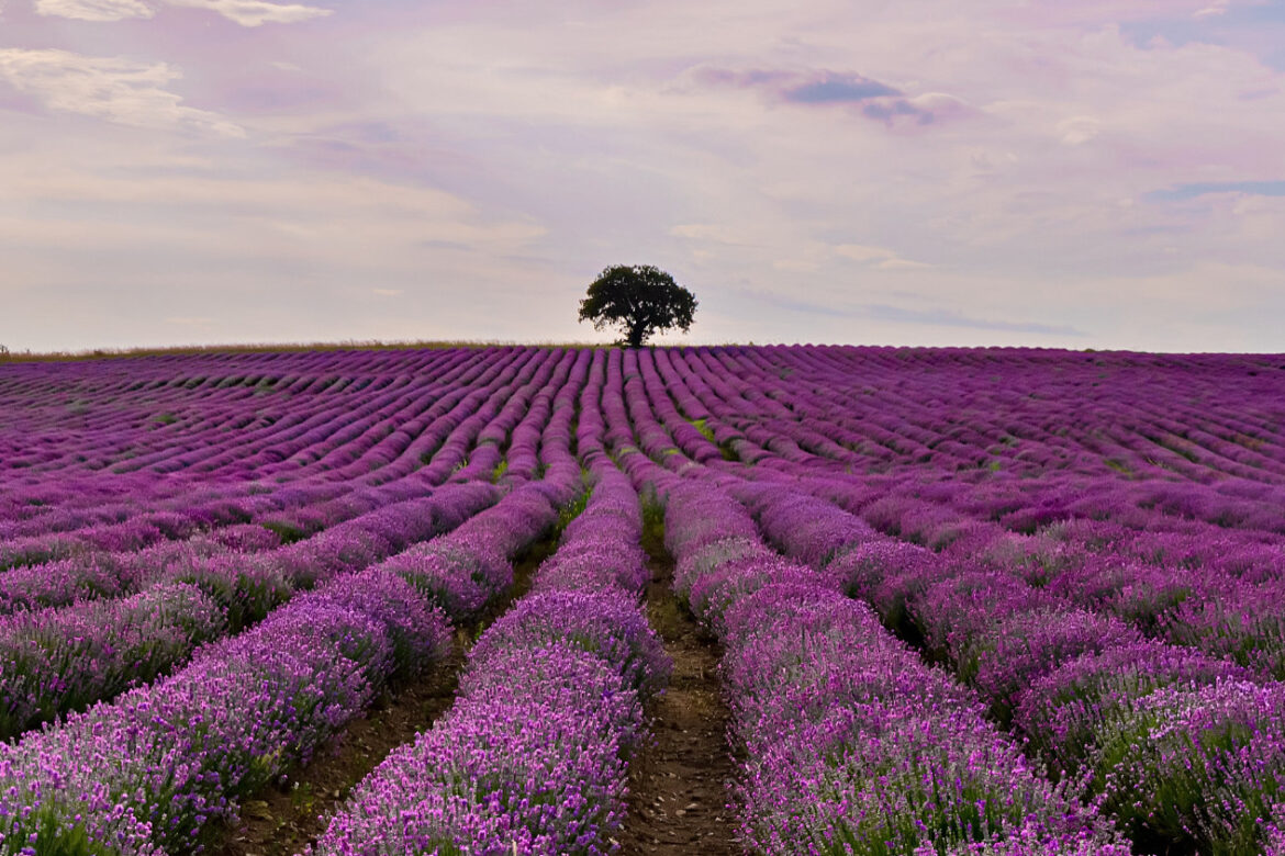 Roteiro da Tasmania