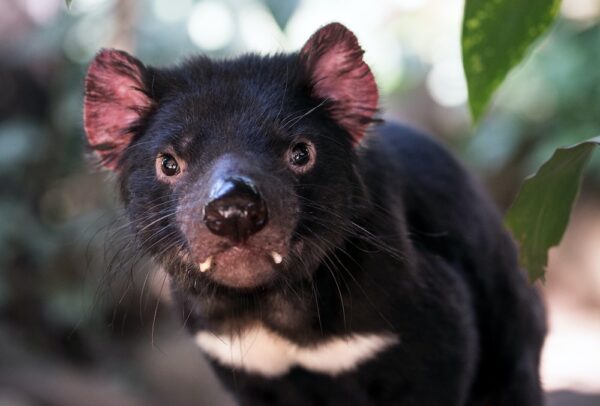 A Tasmania é um país?